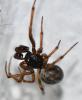 Steatoda bipunctata